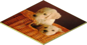 Cardboard  6 x  6 Thick with Sharp Corners with 2 Dogs Photo