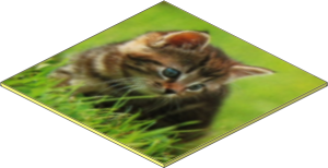 Cardboard  6 x  6 Thick with Sharp Corners with Cat Photo