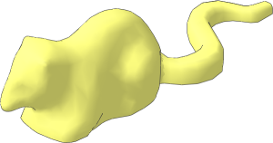 Animal Rat